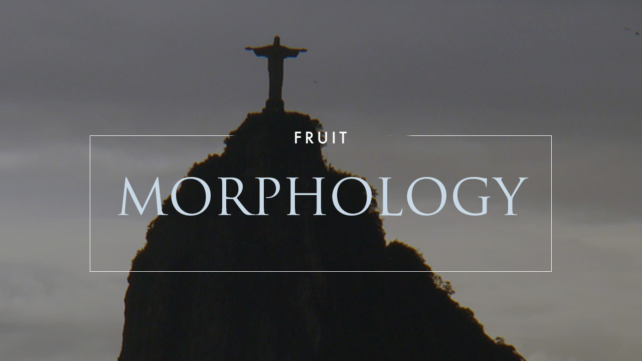 Fruit Morphology